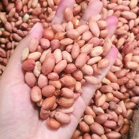 Kacang tanha 1.8 kg